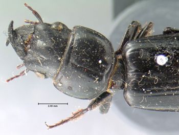 Media type: image;   Entomology 676 Aspect: pronotum dorsal